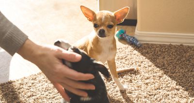 Dogs show jealous behaviour even in imagined social situations - study finds